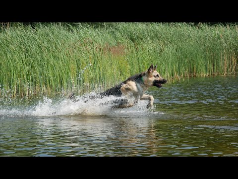 Owczarek Wschodnioeuropejski TOP 5 CO MUSISZ WIEDZIEĆ