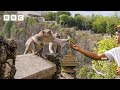 Thieving monkeys steal from tourists and barter for treats 🍫 | Planet Earth III - BBC