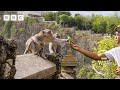 Thieving Monkeys Steal From Tourists And Barter For Treats Planet Earth III BBC