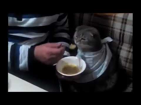 Feeding A Cat With A Spoon