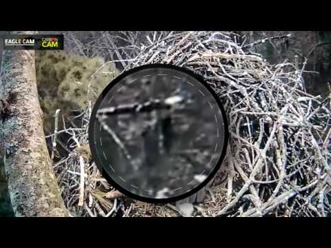 ¿Prueba irrefutable?: Una cámara oculta captura al mítico Sasquatch en video ¿Prueba irrefutable?: Una cámara oculta captura al mítico Sasquatch en video