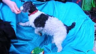 Video preview image #1 Mutt Puppy For Sale in Cuba, NY, USA