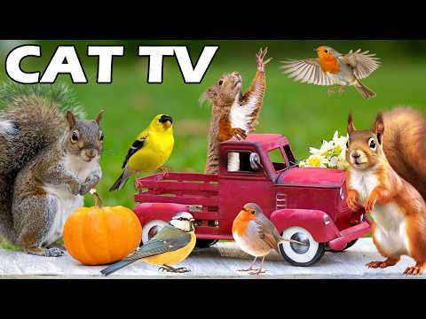 The Latest 2026 CAT TV 😻 Little Squirrels & Birds Relax Your Cat🐿🦜 Nature Fun For Cats Reduce Stress