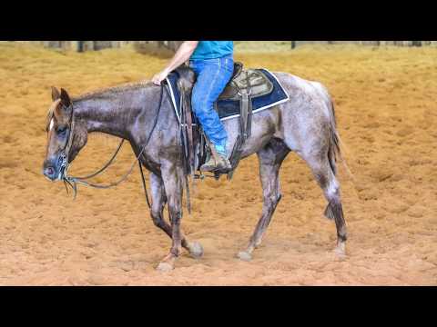 PAY THE BET 2014 MARE BY BET HESA CAT NCHA FUTURITY PROSPECT