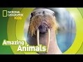 Walrus | Amazing Animals