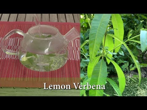 download lagu mp3 mp4 Lemon Verbena Leaves Substitute, download lagu Lemon Verbena Leaves Substitute gratis, unduh video klip Lemon Verbena Leaves Substitute
