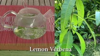 How to Grow Lemon Verbena - Uses, Pruning  and Over wintering