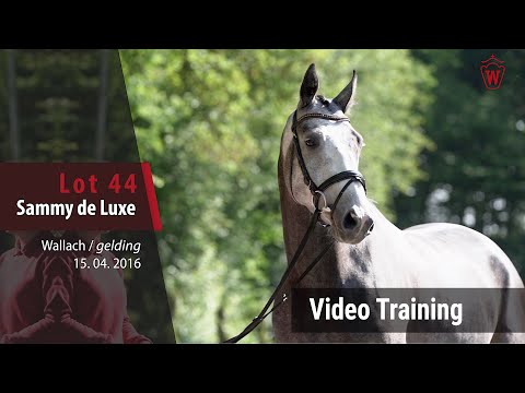 44 Sammy de Luxe Wallach v. Staccato - Hummingbird_Training Video