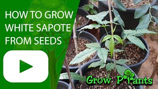 How to grow White sapote from seeds (Casimiroa edulis)