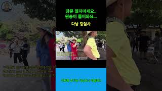 창문 열지마세요 원숭이 들어옵니다...#베트남여행 #다낭여행 #다낭자유여행