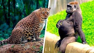 Download lagu Bikin Takjub! Ternyata Begini Proses Sulit Hewan Sebelum melahirkan mp3 Download lagu Bikin Takjub! Ternyata Begini Proses Sulit Hewan Sebelum melahirkan mp3