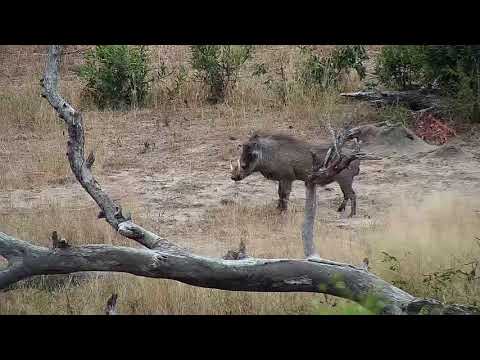 Djuma: Warthog male - 09:50 - 05/11/19