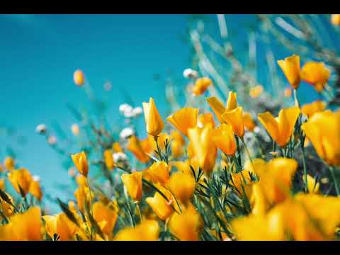 Nightcore - Hakhaf men Eih (Elissa) (Sped up and Reverb) (التسريع والصدد) إليسا - هخاف من إيه