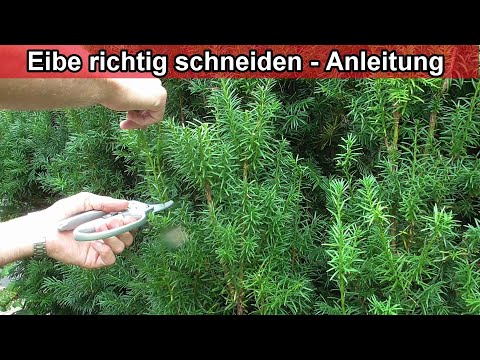 Eibe richtig schneiden Taxus Baccata zurückschneiden – Anleitung / Wie & wann Zeitpunkt Schnittbuchs