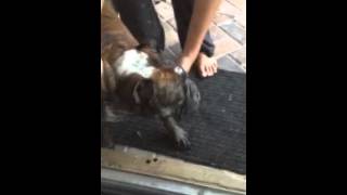 English bulldog Zo tries to get into house after playing in