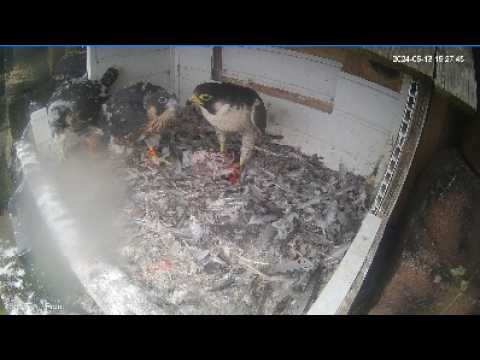 Live webcam view of St Chad's Peregrine Falcon Nest Cam