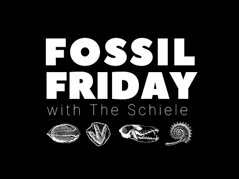 #FossilFriday - Meet Living Fossils!
