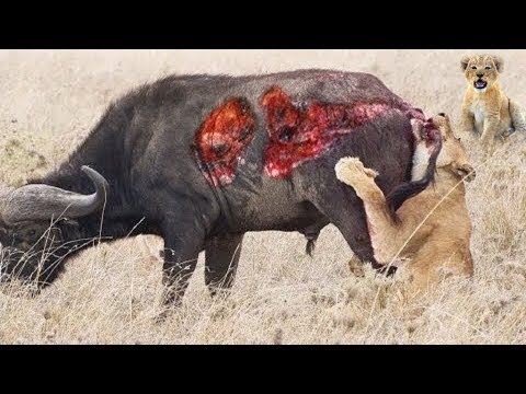 The sick lion mother is still determined to hunt wild buffaloes and raise her children