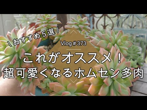 赤いエルフの花 植物