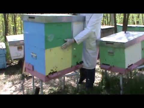 Sfaturi practice de montare eficienta a caturilor la un "Bio Stup - Ioan Ursu" - filmul scurt