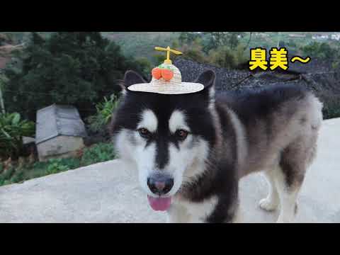 大王今天买新帽子 Dawang have a new hat today丨Apenjie with Dawang