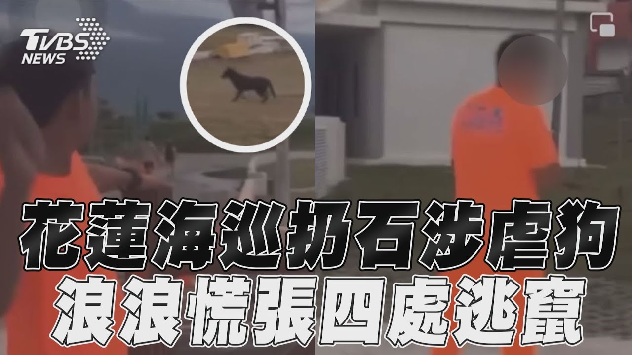 影音/花蓮海巡「扔石」涉虐狗 浪浪秒驚醒慌張四處逃竄