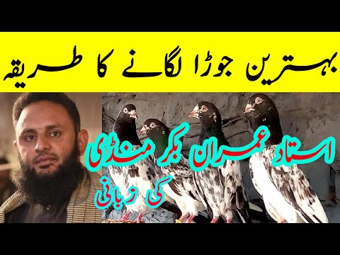 Method of making a pair of pigeons | Method of making a pair of pigeons | Ustad Imran Bakarmandi ...