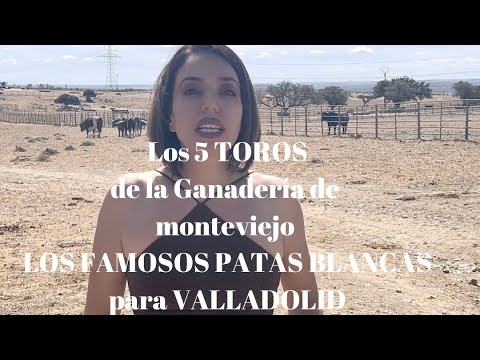 Los TOROS de la  ganadería de monteviejo LOS FAMOSOS PATAS BLANCAS para VALLADOLID