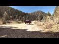 Gameplay video of Dirt Rally  All Platforms  DLC