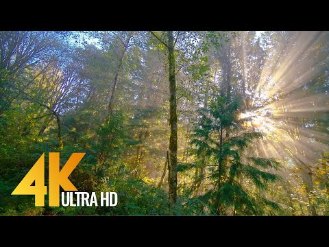 FOREST DREAMS - 4K Scenic Drive in Slow Motion with Relaxing Music - Episode #2