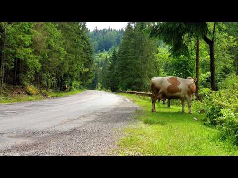 Transursoaia/Belis-Fantanele/Cascada Vadul Crisului