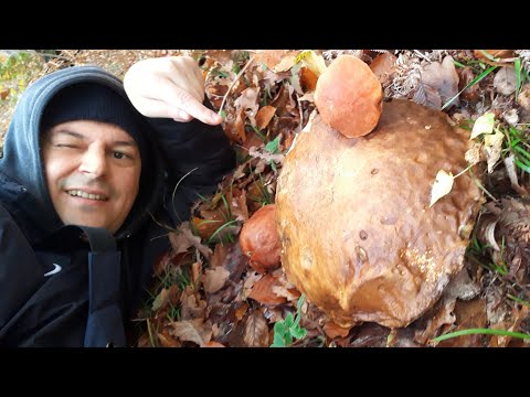 Vrganj - Vrganjče 25 cm Plus Dva Turčina