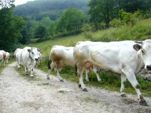 Festa dei margari -Palanfrè  "..le Stars della festa..."