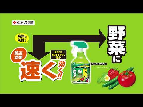  SOS: バラの茂みにアブラムシが侵入しました!ダニを取り除くための環境に優しい4つの家庭療法  庭園