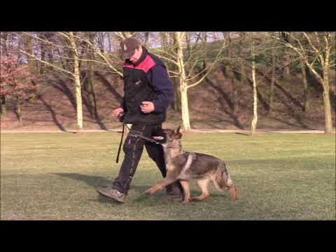 Titus z Jukasu - obedience & protection - 6 months