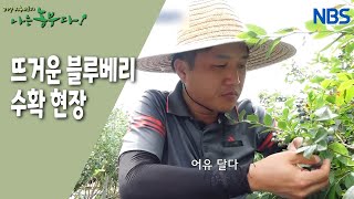 [강철맨 희정 씨의 블루베리 베리 굿] 귀농 4개월 차 희정 씨도 여름걷이