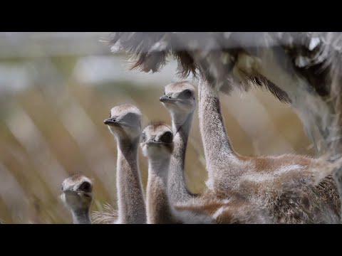 Help recover Rheas population in Chilean Patagonia