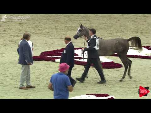 130 SQ SAFEER Sharjah International 2018