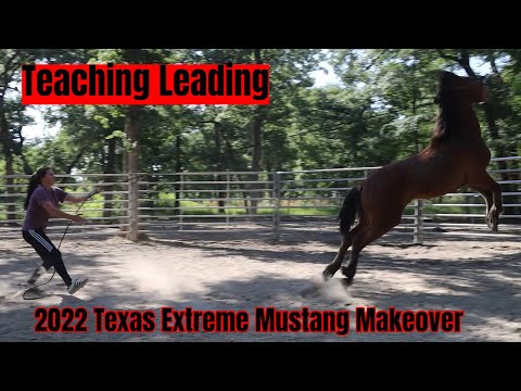 Teaching Leading to a Wild Mustang | 2022 Texas Extreme Mustang Makeover