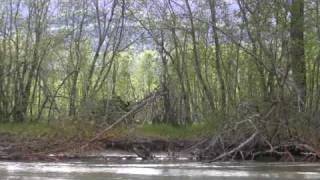 preview picture of video 'Alaska Boating - Chilkat River, Moose on the loose...'