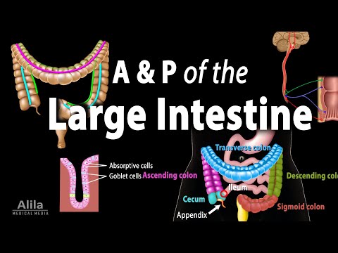 Physiology Basics the Digestive System Animation