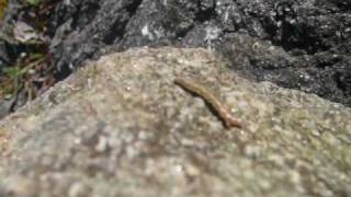 To my dear friend Martina!