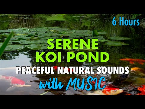 Peaceful KOI POND  6 hours ambient /Serene music and nature audio for sleep, study, meditation.