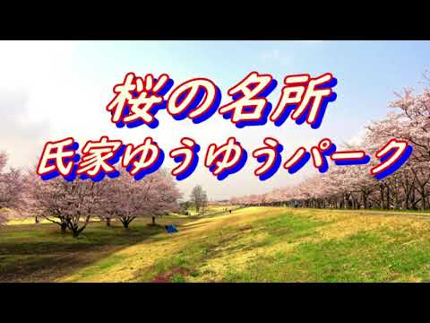 【氏家ゆうゆうパーク】栃木県桜の名所　さくら市