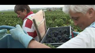 YouTube: Domaine de la Romanée-Conti Grands Échézeaux Grand Cru