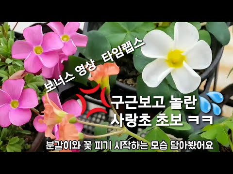 [사랑초분갈이]사랑초구근이 이렇게 클줄이야!!/사랑초키우기(스테노린차&크리스피플로라 분갈이)