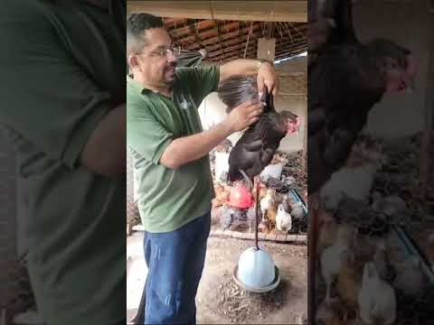 Curso - Avicultura Básica em Uruoca, CE | SENAR