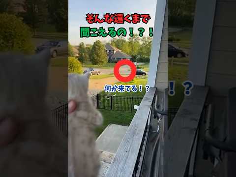 遠くから走ってくるよー！？！