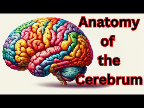 🧠 Anatomy of the Cerebrum