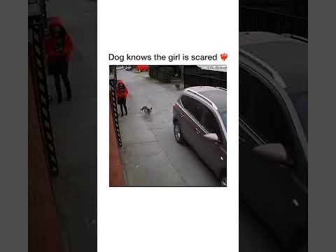 The stray dog ​​saved the girl ❤❤🥰